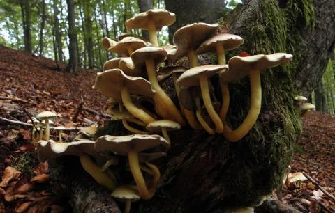 Mushroom 스톡 사진