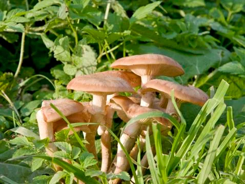 Mushroom Stock Photos