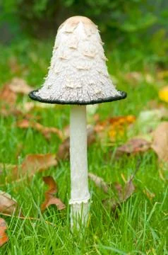 Mushroom Stock Photos