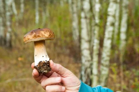 Mushroom Stock Photos