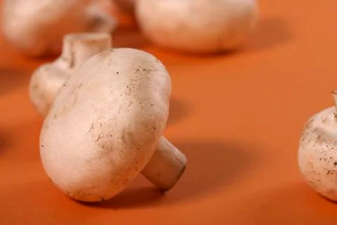 Mushroom Stock Photos