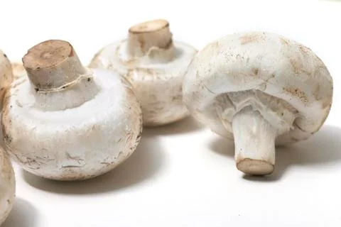 Mushroom Stock Photos