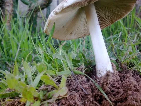 Mushroom 写真素材