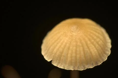 Mushroom Stock Photos