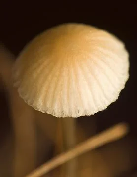 Mushroom Stock Photos