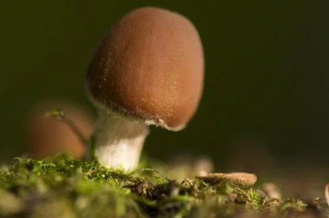 Mushroom Stock Photos
