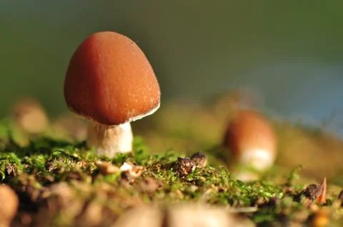 Mushroom Stock Photos