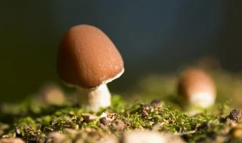 Mushroom Stock Photos