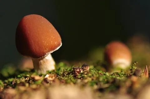Mushroom Stock Photos