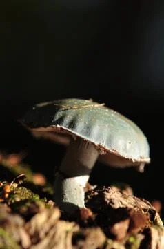 Mushroom Stock Photos