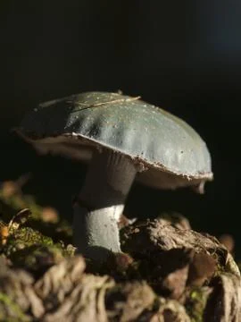 Mushroom Stock Photos