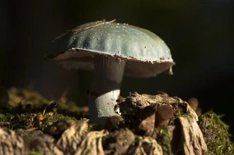 Mushroom Stock Photos
