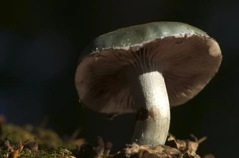 Mushroom Stock Photos