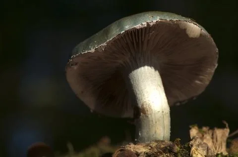 Mushroom Stock Photos