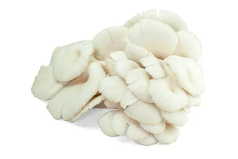 Mushroom Stock Photos