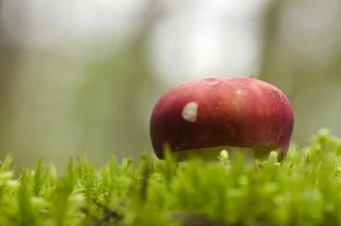 Mushroom Stock Photos