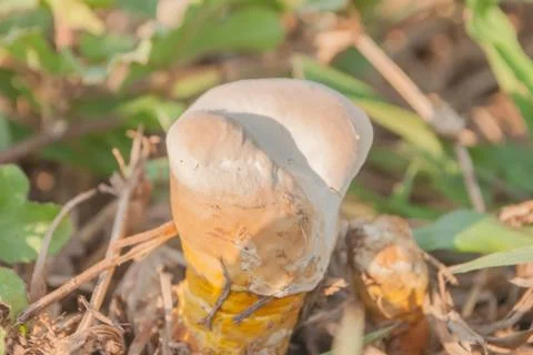 Mushroom. Stock Photos