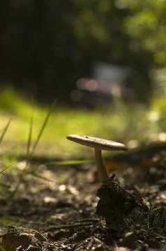 Mushroom Stock Photos