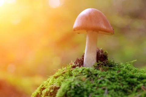 Mushroom Stock Photos