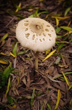 Mushroom Stock Photos