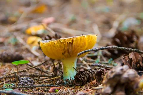 Mushroom Stock Photos