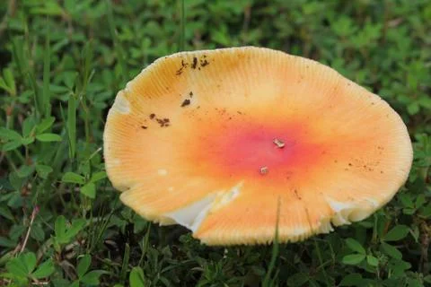 Mushroom Stock Photos