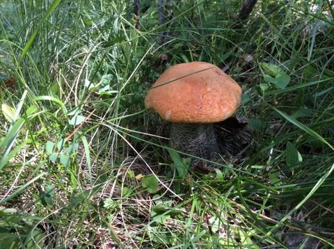 Mushroom Stock Photos