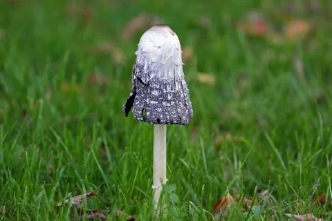Mushroom Stock Photos