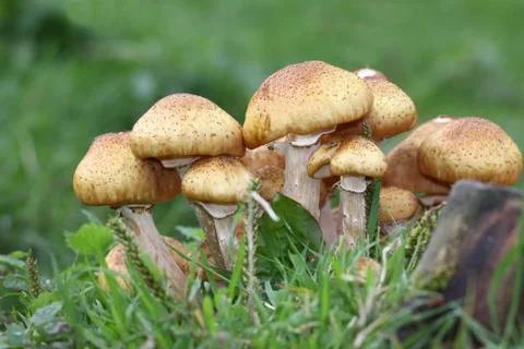 Mushroom Stock Photos