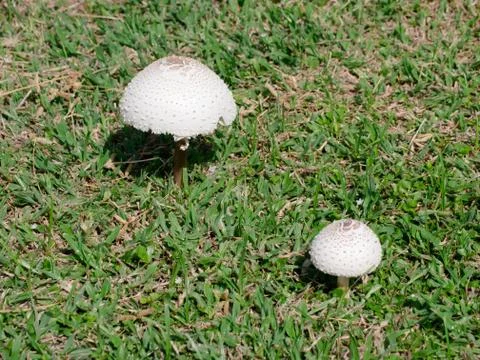 Mushroom Stock Photos