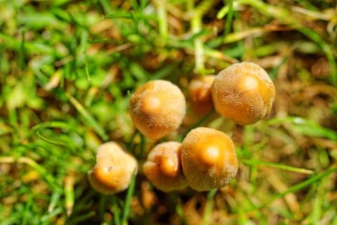 Mushroom Stock Photos