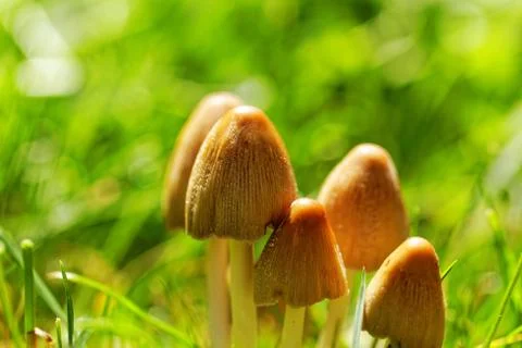 Mushroom Stock Photos