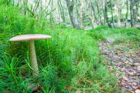 Mushroom Stock Photos