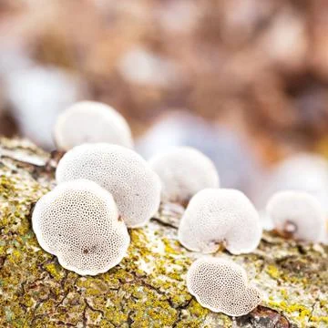 Mushroom Stock Photos