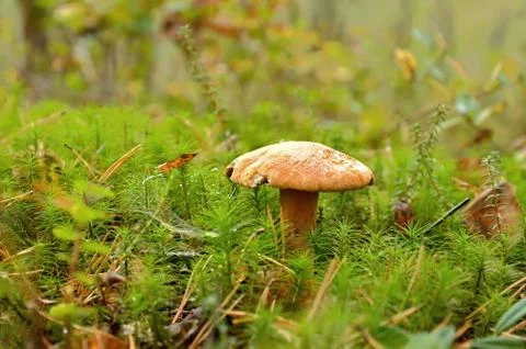 The mushroom Stock Photos