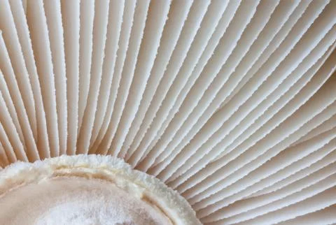 Mushroom Stock Photos