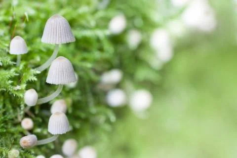 Mushroom Stock Photos