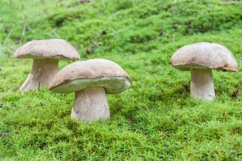 Mushroom Stock Photos