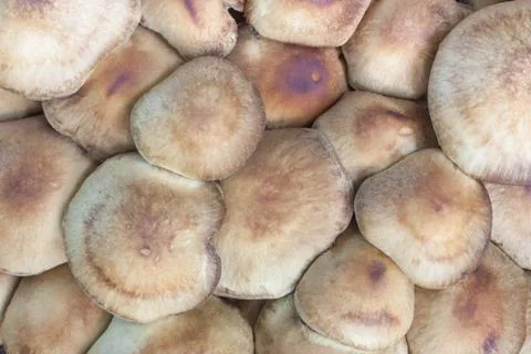 Mushroom Stock Photos