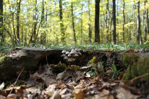 Mushroom Stock Photos