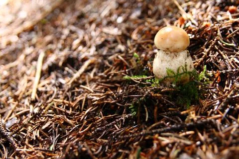 Mushroom Stock Photos