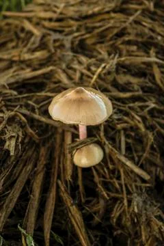 Mushroom Stock Photos