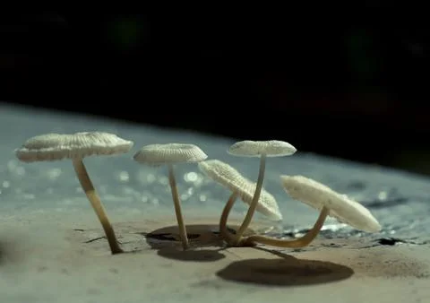 Mushroom Stock Photos