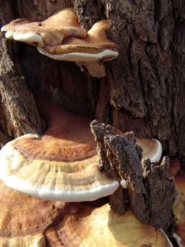 Mushroom Stock Photos