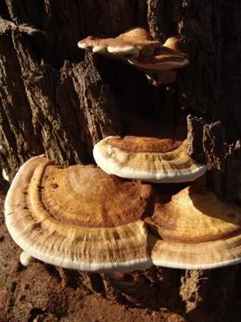 Mushroom Stock Photos