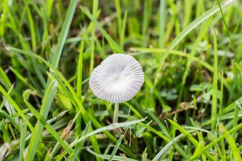 Mushroom Stock Photos