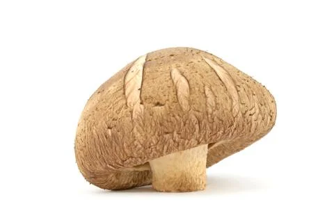 Mushroom Stock Photos