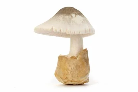 Mushroom Stock Photos