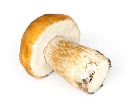 Mushroom Stock Photos
