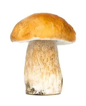 Mushroom Stock Photos